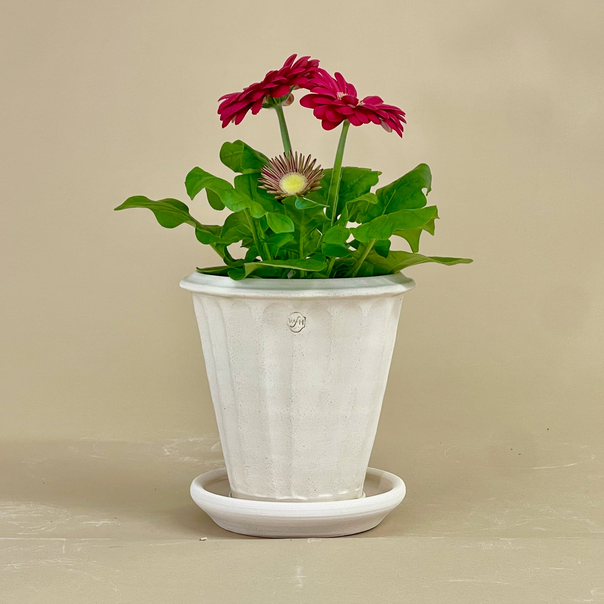 Fluted Tuscan Full Pot with Saucer