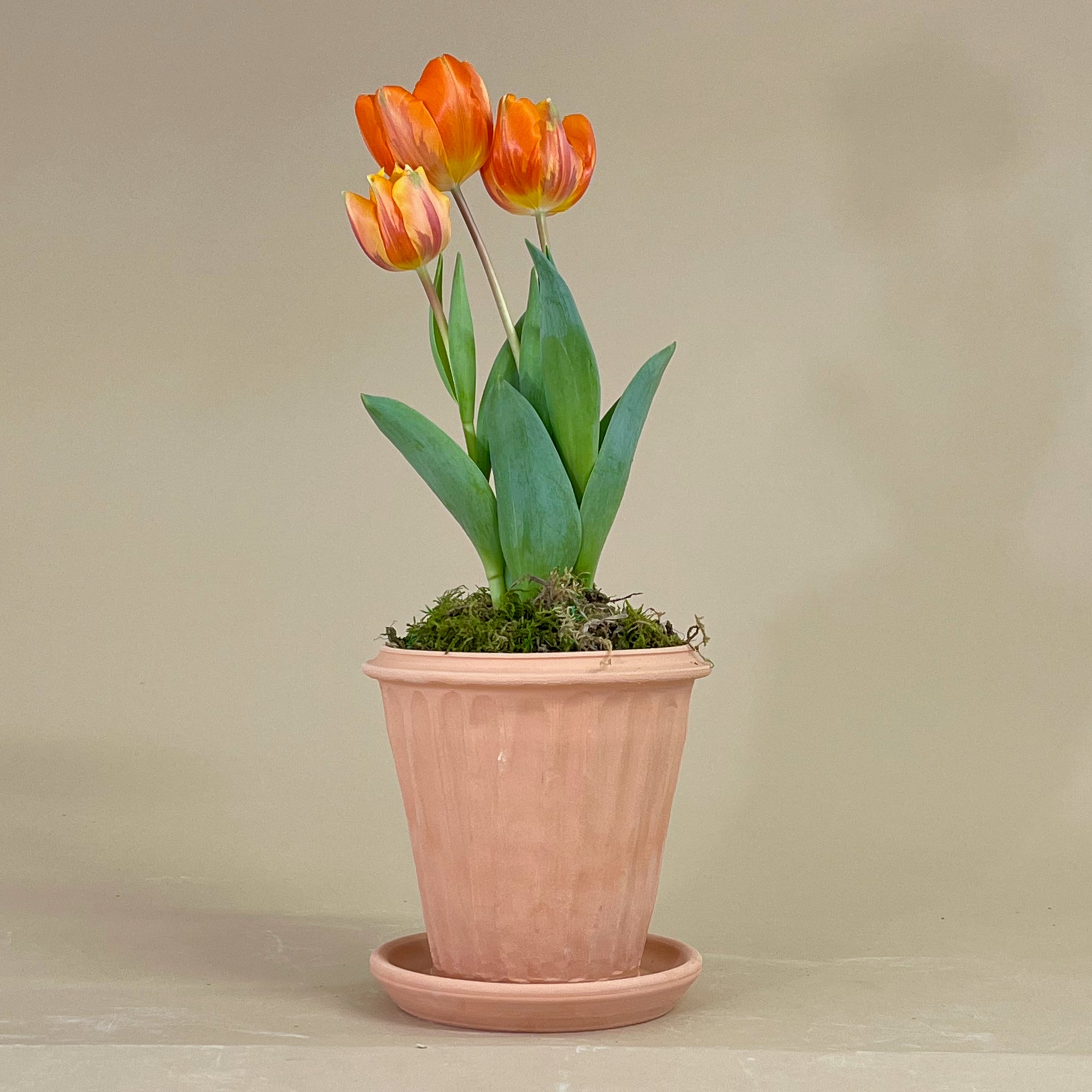 Fluted Tuscan Full Pot with Saucer