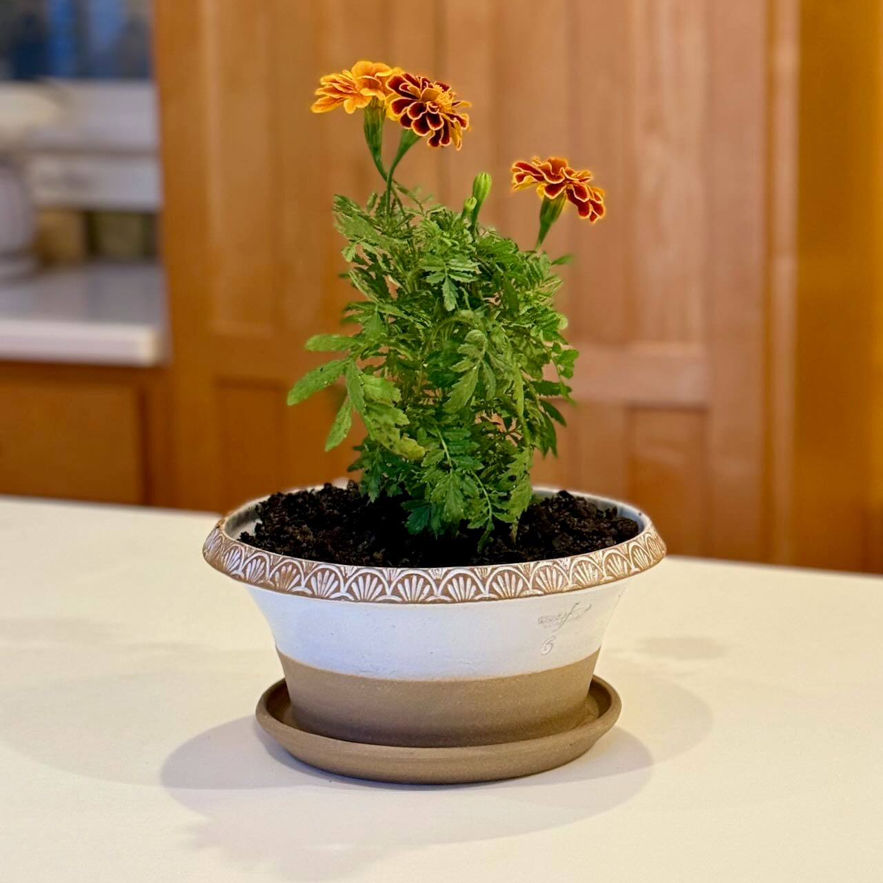 plant pots with attached saucer Fan Rim Paperwhite with Attached Saucer