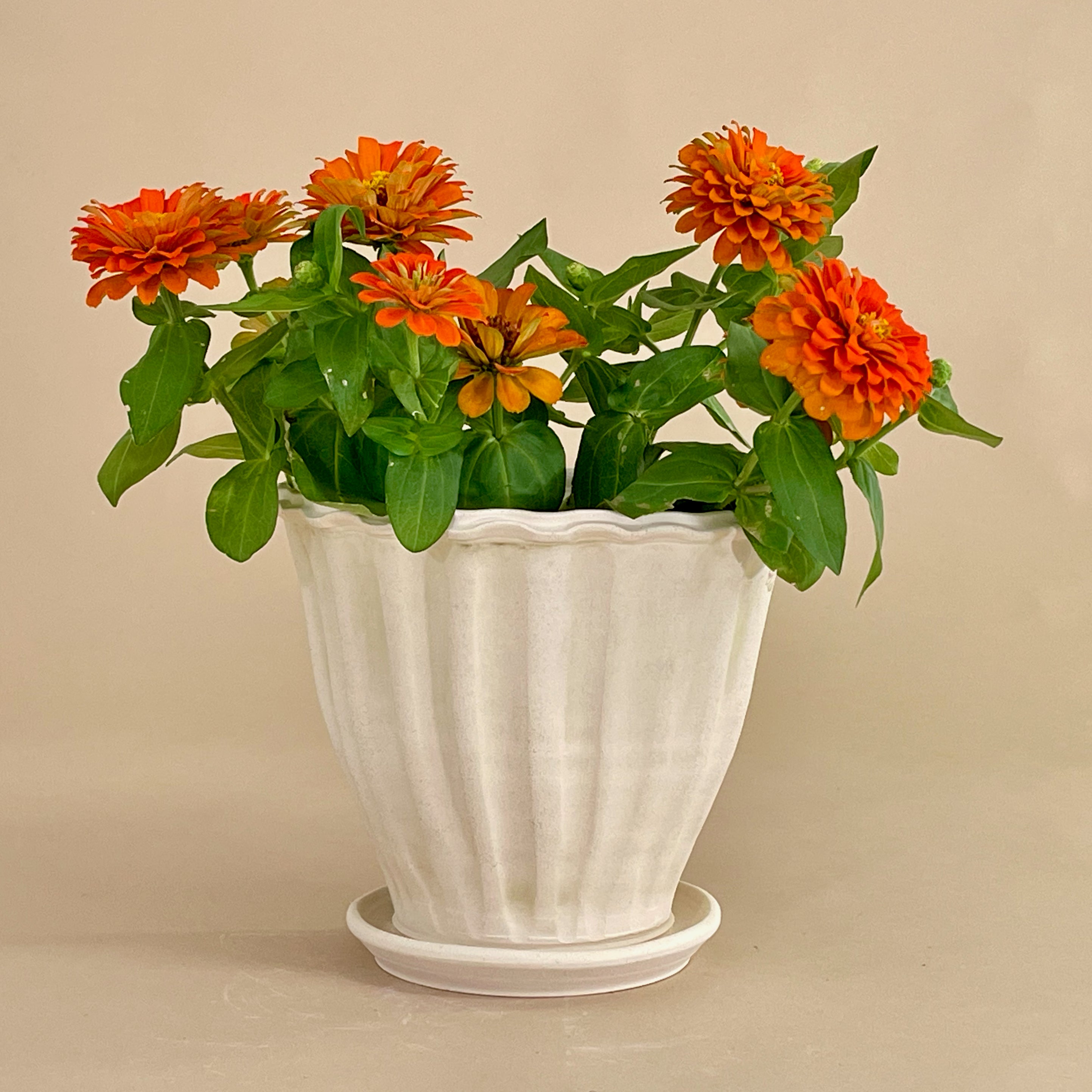 Fluted Amaryllis Pot with Attached Saucer - Wakefield Handmade
