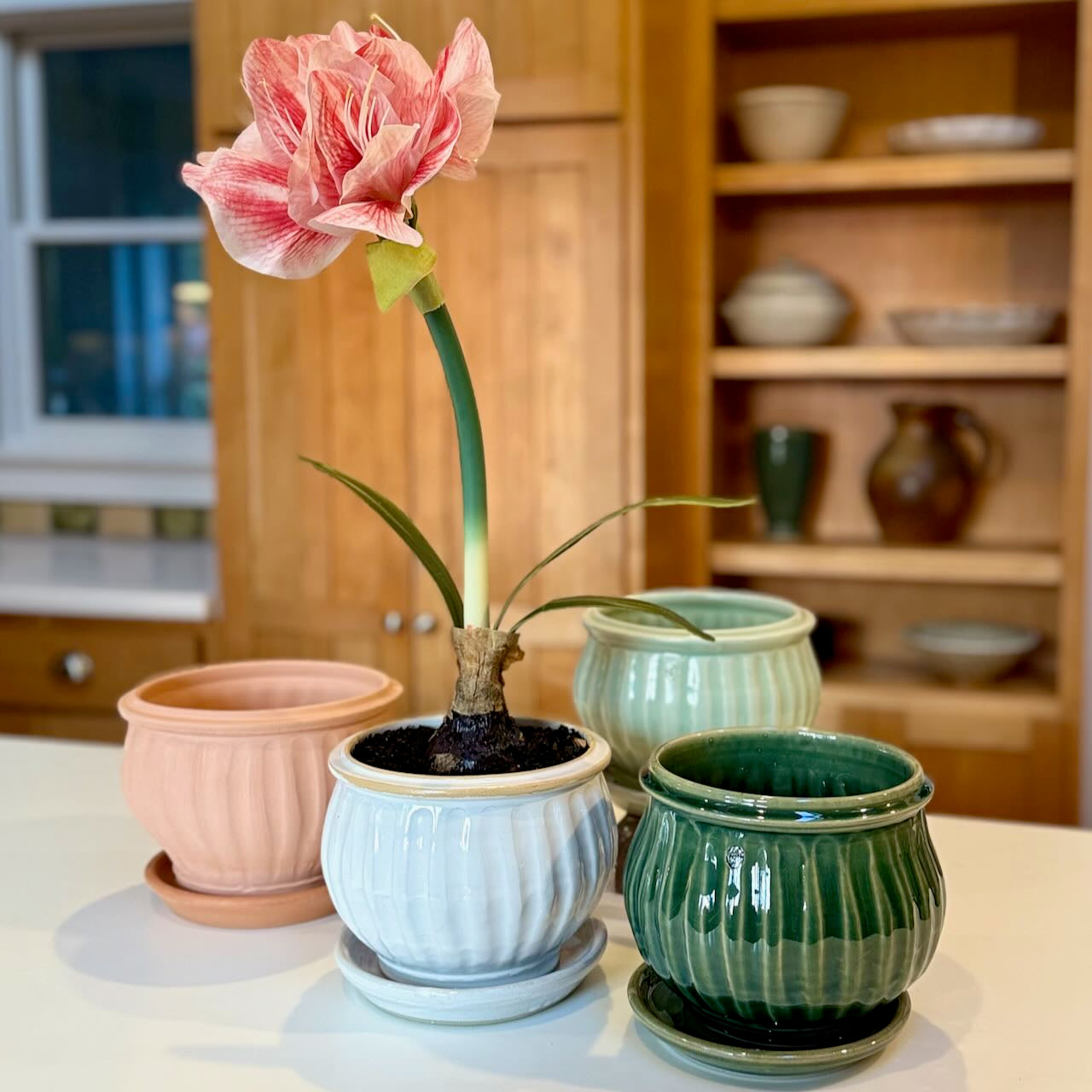 Fluted Amaryllis Pot with saucer