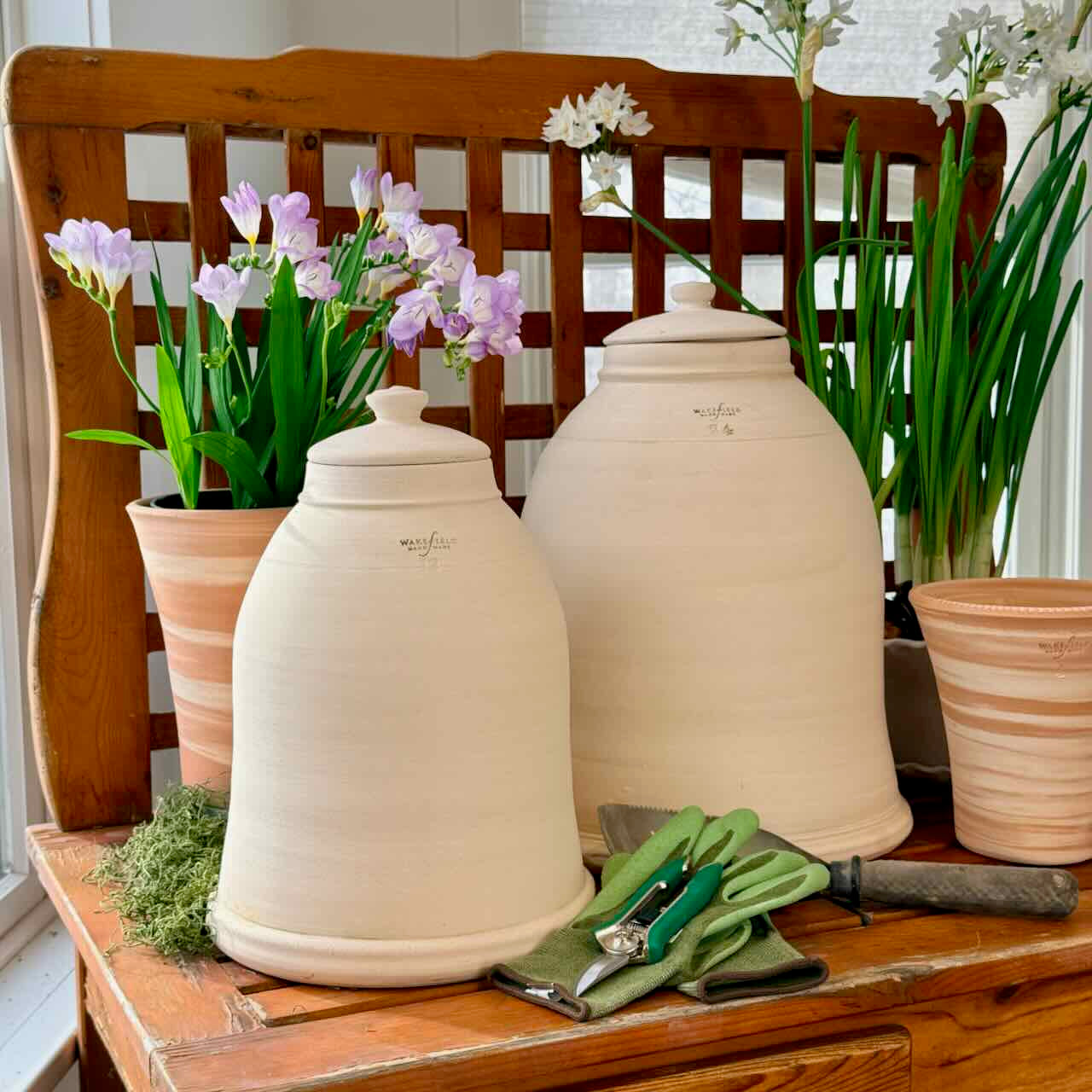 Rhubarb Forcers, Red Terra Cotta or Natural White Clay