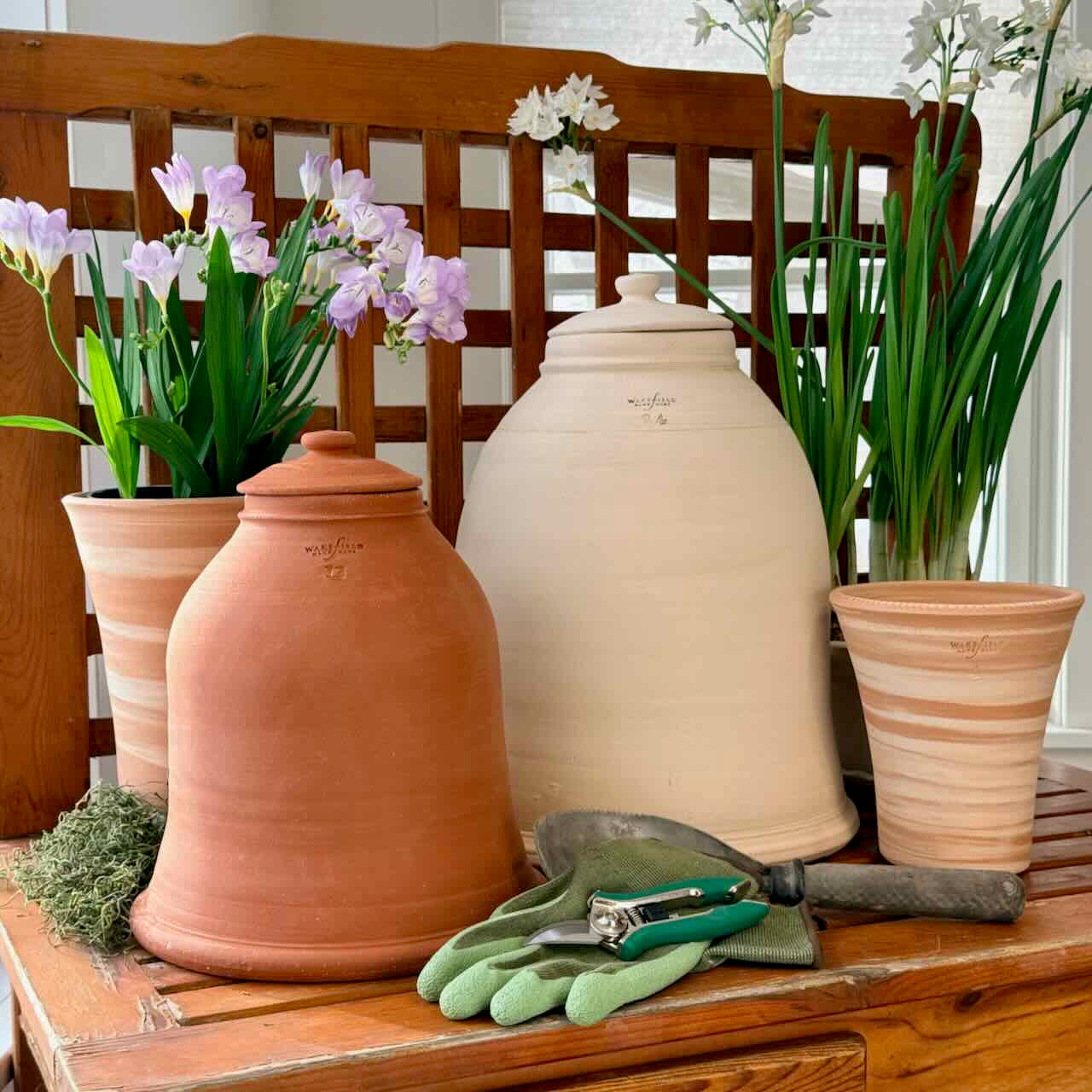 Rhubarb Forcers, Red Terra Cotta or Natural White Clay