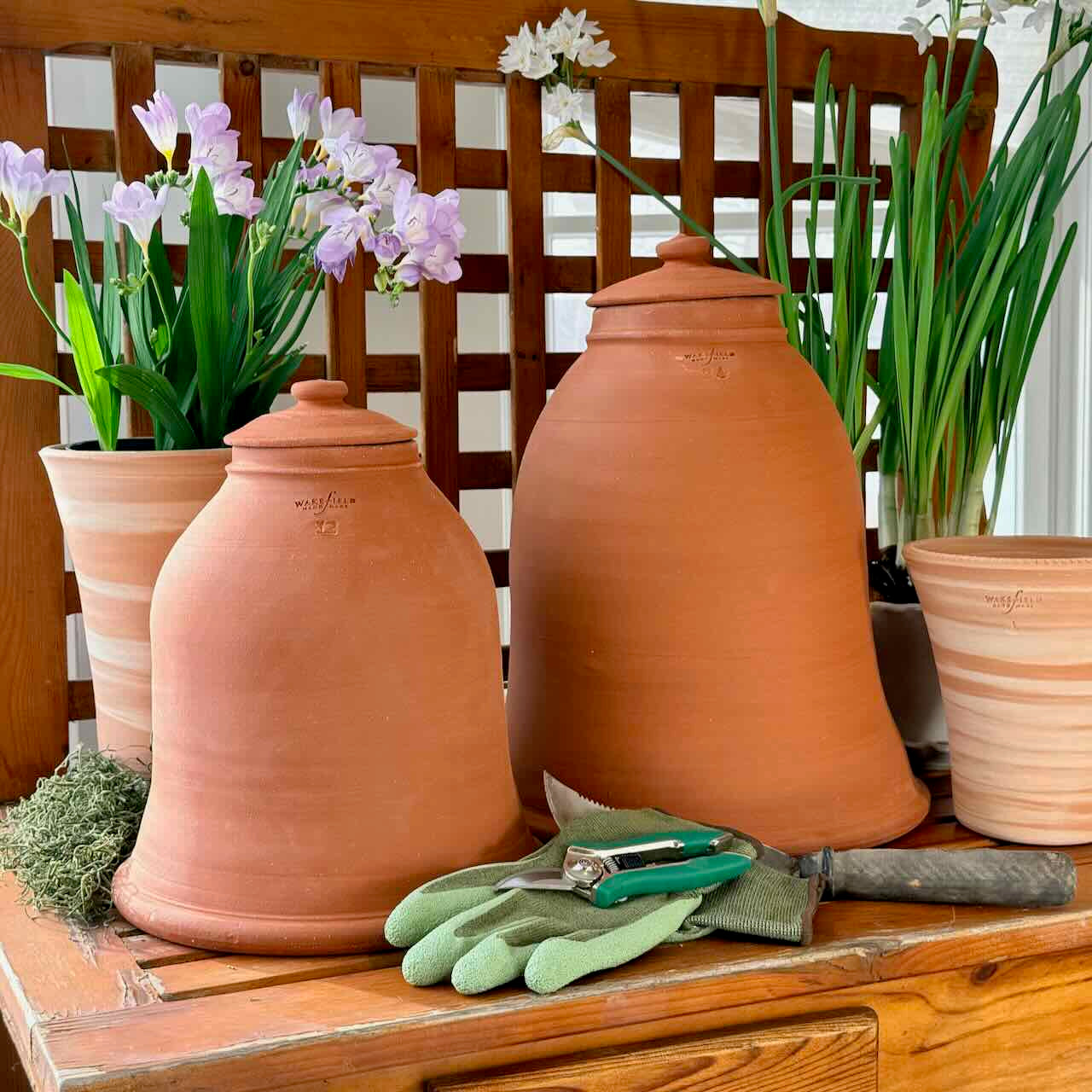 Rhubarb Forcers, Red Terra Cotta or Natural White Clay
