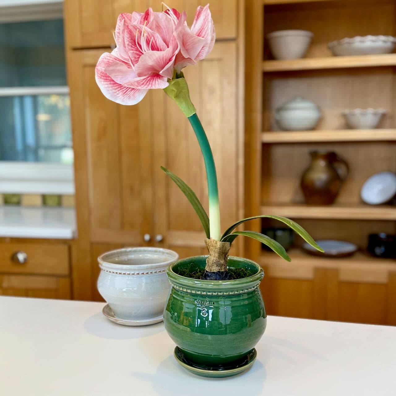 Vaglia Urn With Attached Saucer